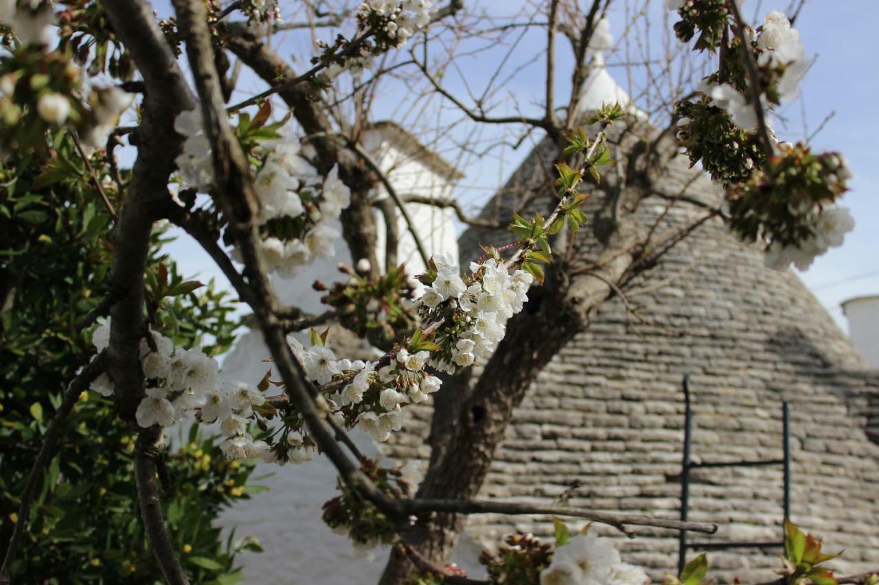 Trullo Vicolo Fiorito Casa vacanze Alberobello